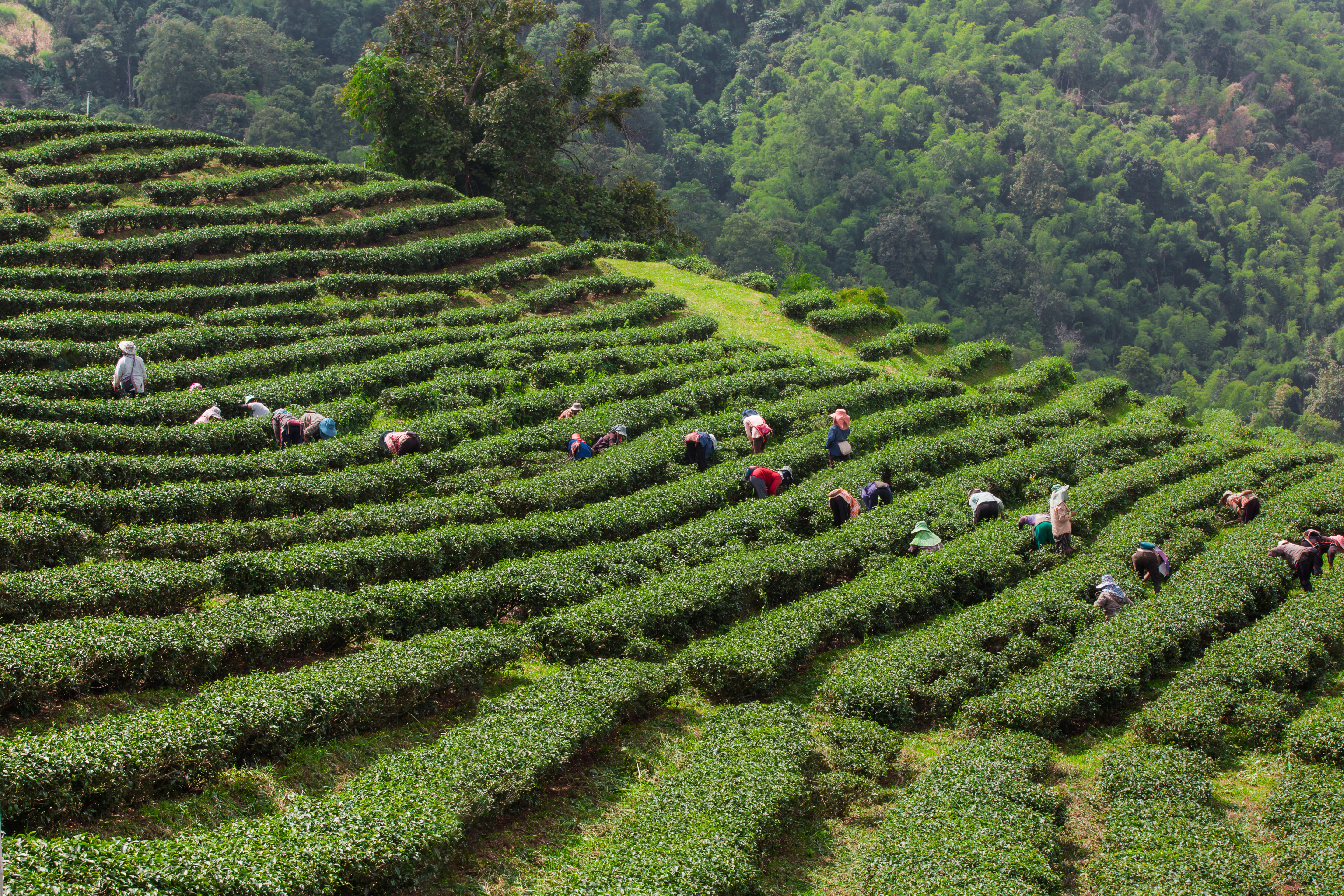 Ooty