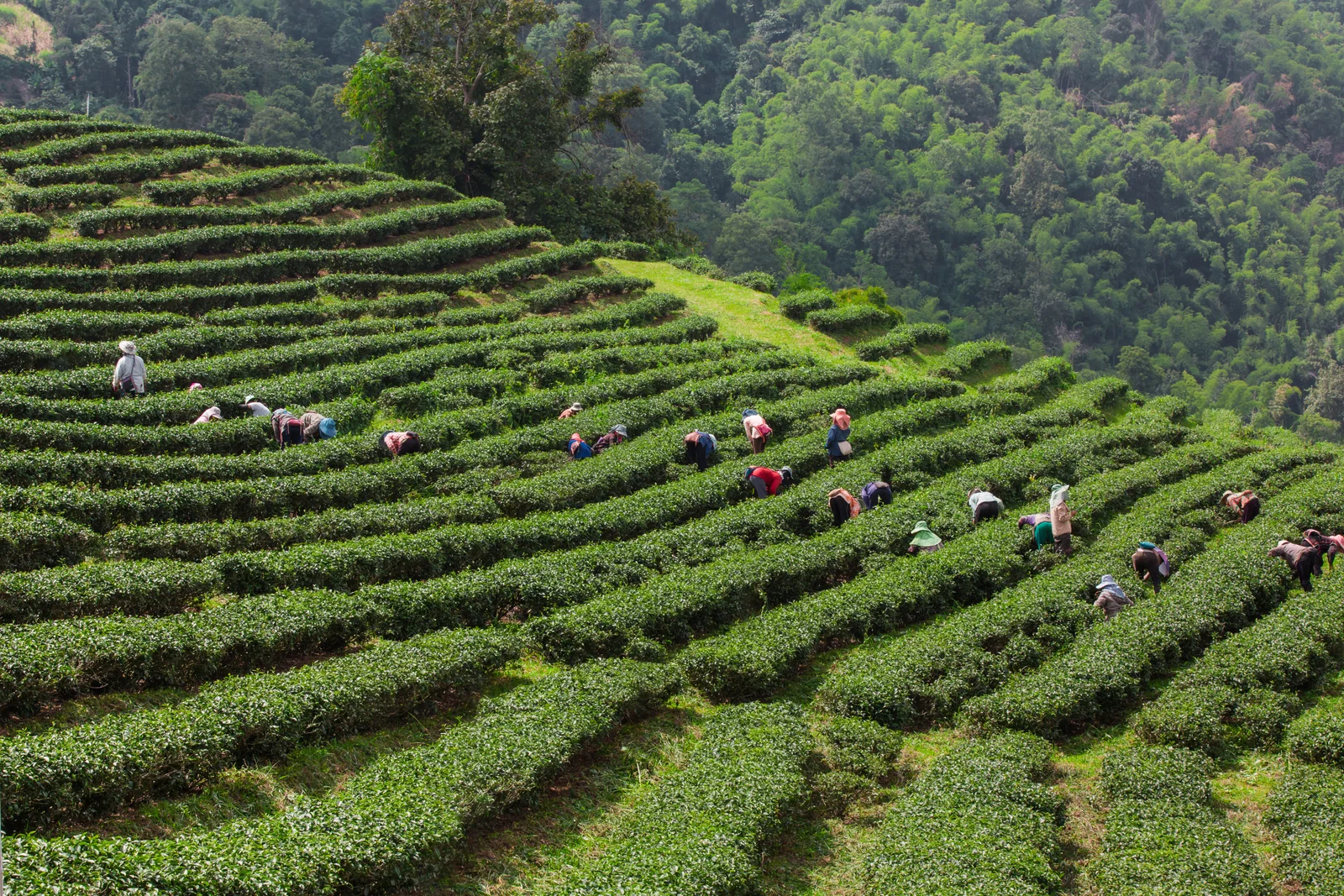 Ooty